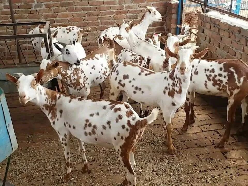 बारबरी शेळी