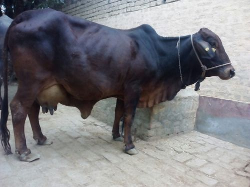 कृष्णा कपिला गाय