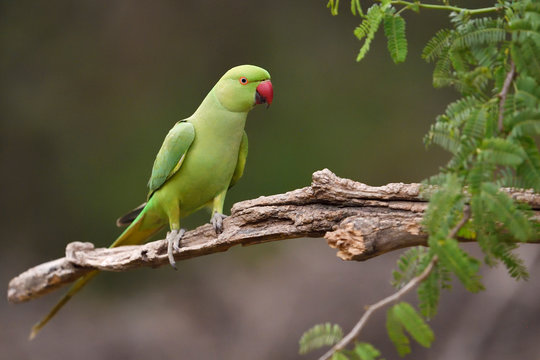 पोपट